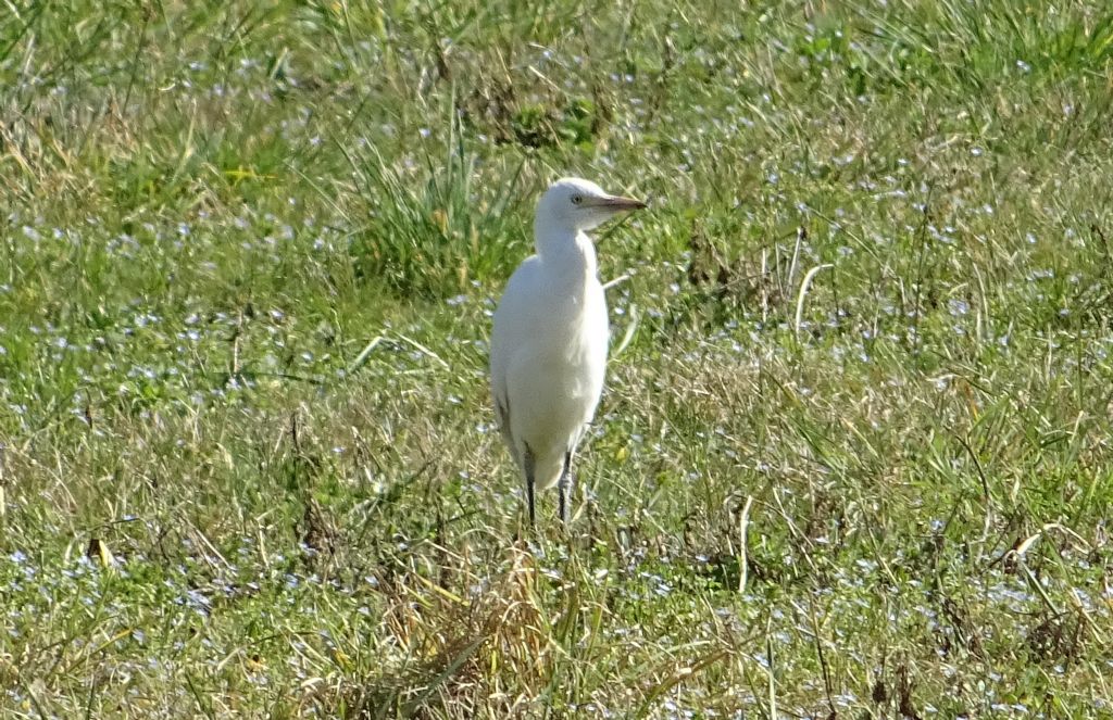 Bubulcus ibis - (airone guardabuoi)